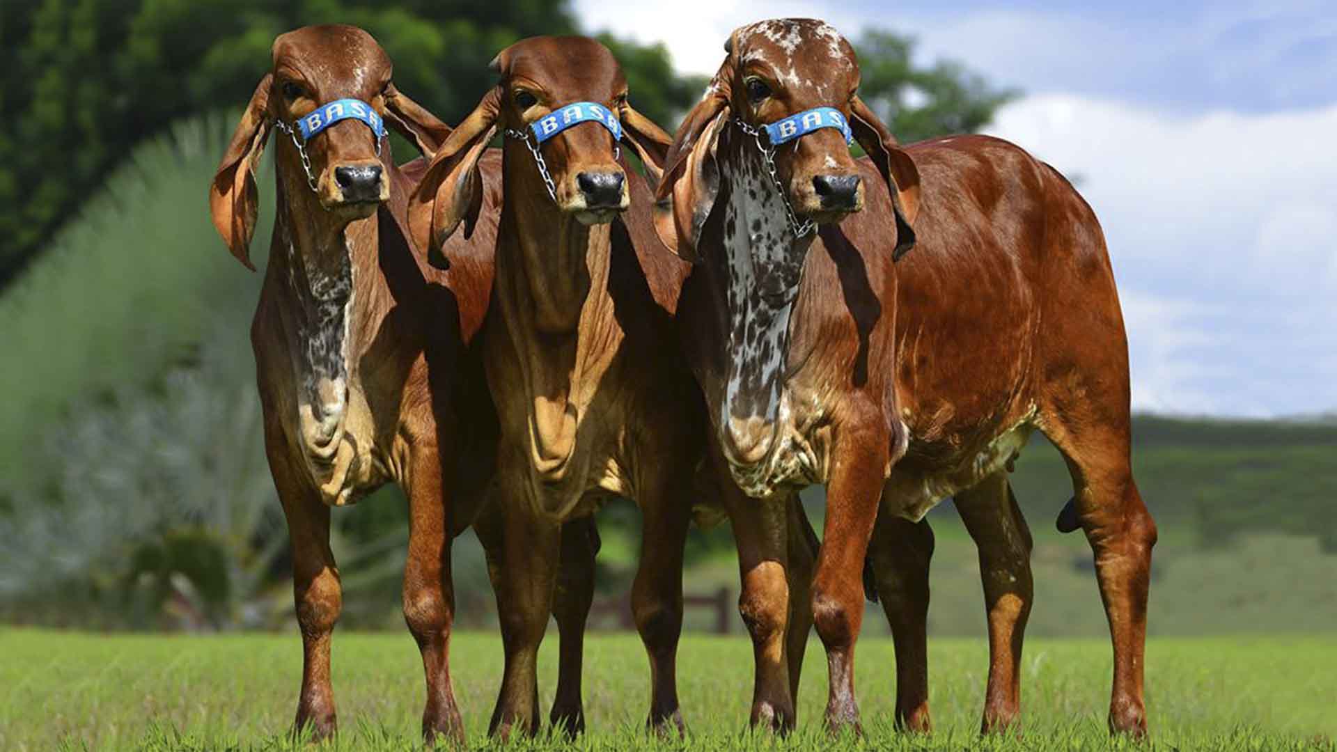 Fazendas do BASA realiza pesagens do mês com alto índice de lactação